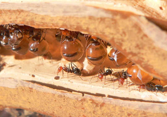 Wasps, Aphids And Ants And The Other Honey Makers
