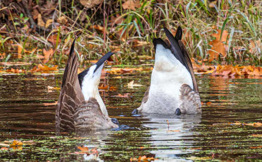Geese fattening up by eating some underwater foods. (how geese know how to fly south for the winter)