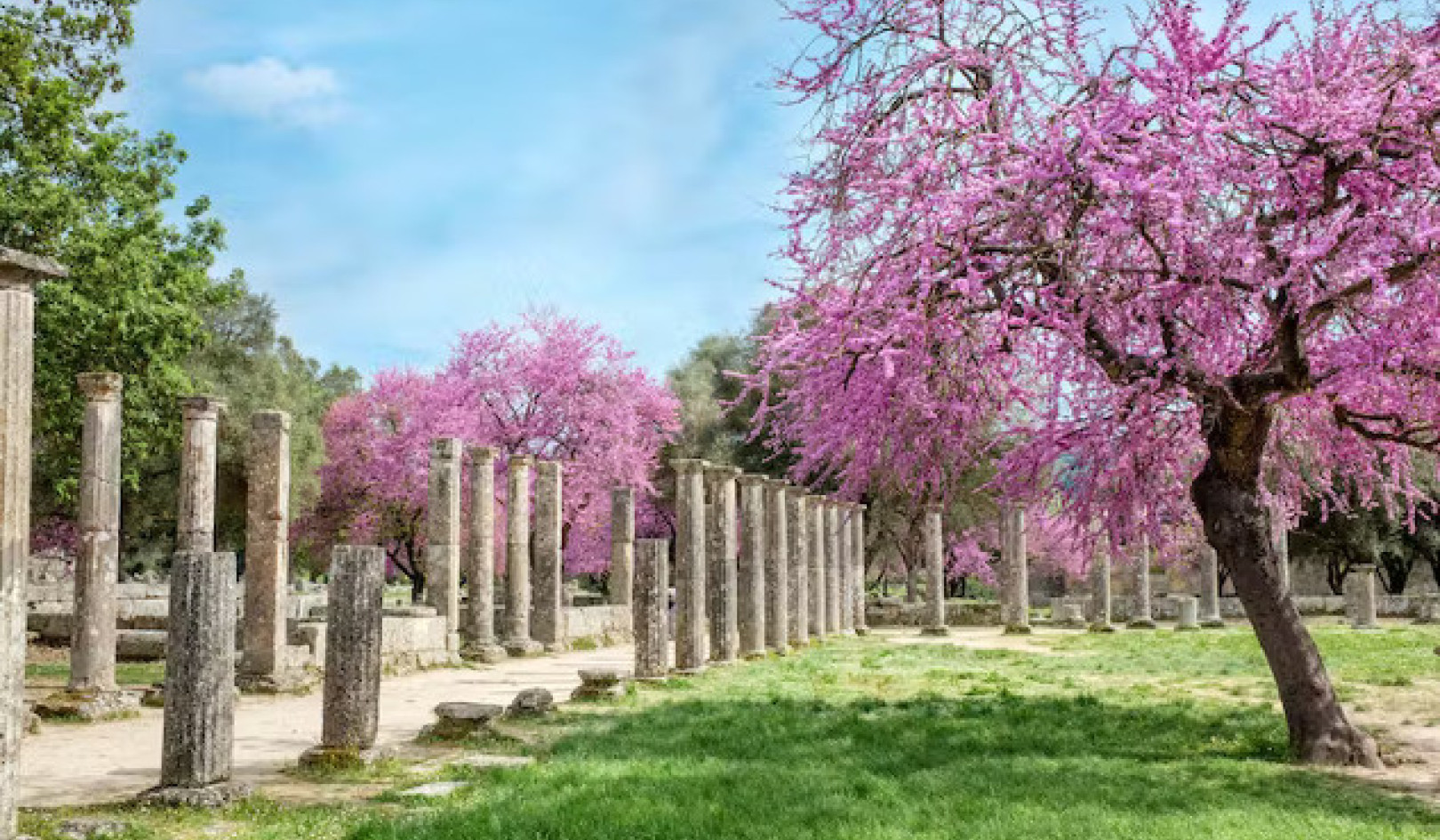 What Ancient Greek Stories Of Humans Transformed Into Plants Can Teach Us About Fragility And Resilience
