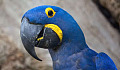 A hyacinth macaw (Anodorhynchus hyacinthinus)