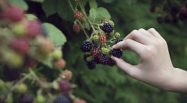 hand reaching out and picking blackberries